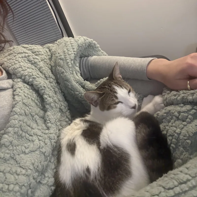 A young medium-sized female Domestic Short Hair cat named Granola for adoption in Medford, MA