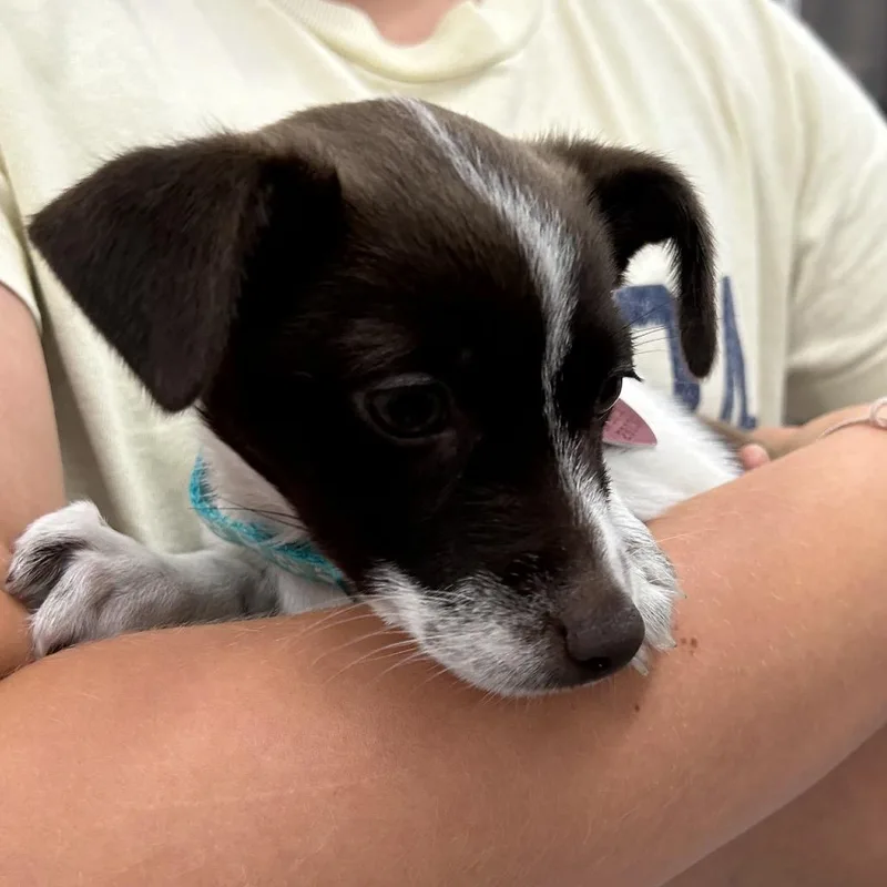 A baby small-sized female Brown / Chocolate Chihuahua dog named Zena for adoption in Point Richmond, CA