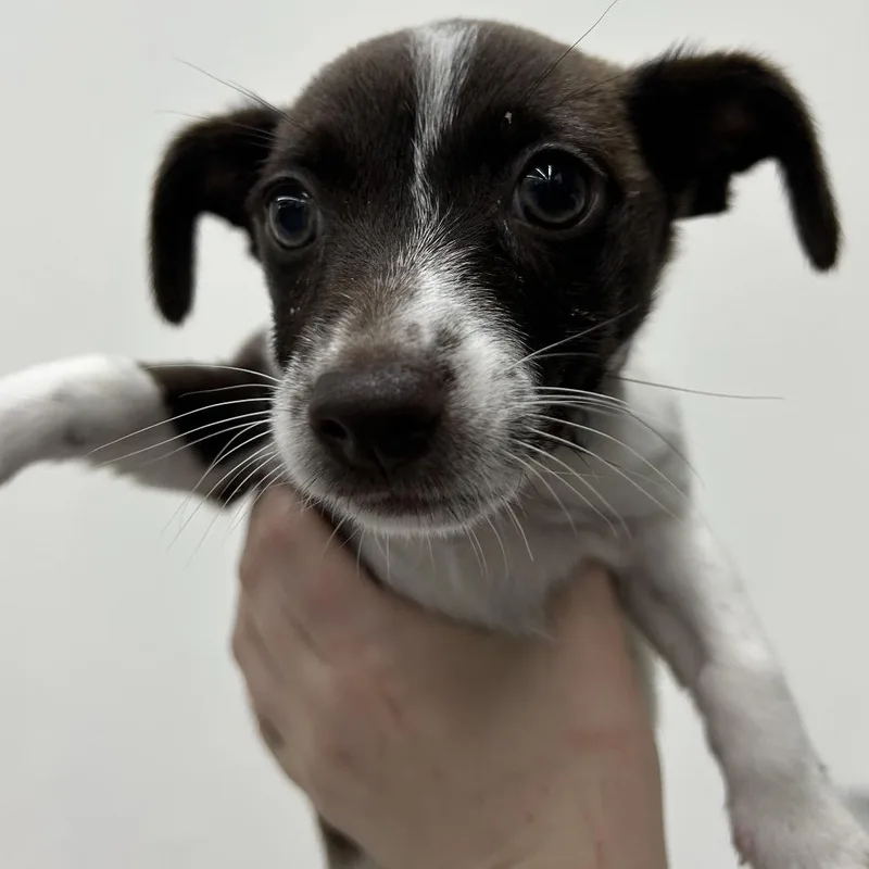 Zena thumbnail 2