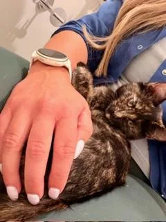 A baby medium-sized female Tortoiseshell cat named Salem for adoption in Waxhaw, NC