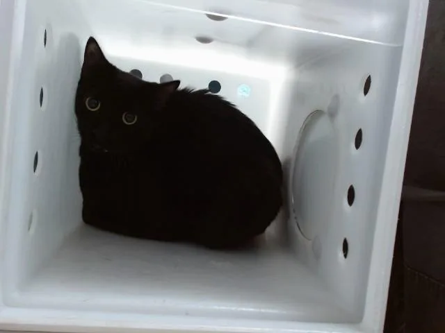 An adult small-sized male Domestic Short Hair cat named Mocha for adoption in Albuquerque, NM