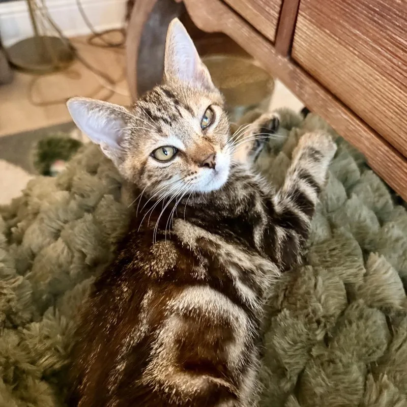 A baby small-sized female Brown / Chocolate Domestic Short Hair cat named Hazel for adoption in Missouri City, TX