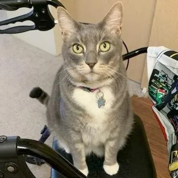 Louie