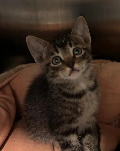 A baby small-sized female Domestic Short Hair cat named Wren for adoption in Port Saint Joe, FL