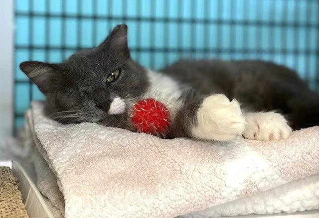 An adult medium-sized female Gray & White Domestic Short Hair cat named Lenore Dove for adoption in Seal Beach, CA