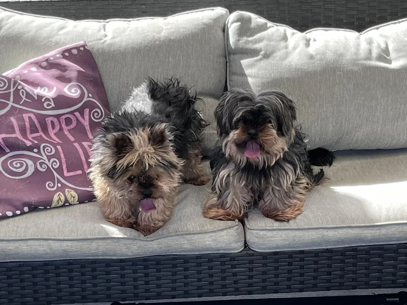 An adult small-sized male Bicolor Yorkshire Terrier dog named King for adoption in Blacksburg, VA