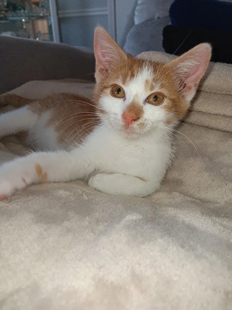 A baby medium-sized male Orange & White Domestic Short Hair cat named Sage for adoption in Pensacola, FL