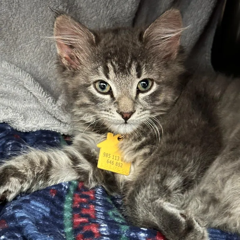 A baby small-sized female Domestic Long Hair cat named Liliana for adoption in Springfield, MA