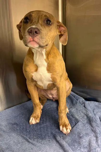 A young small-sized female Pit Bull Terrier dog named Lyla for adoption in Bowling Green, KY