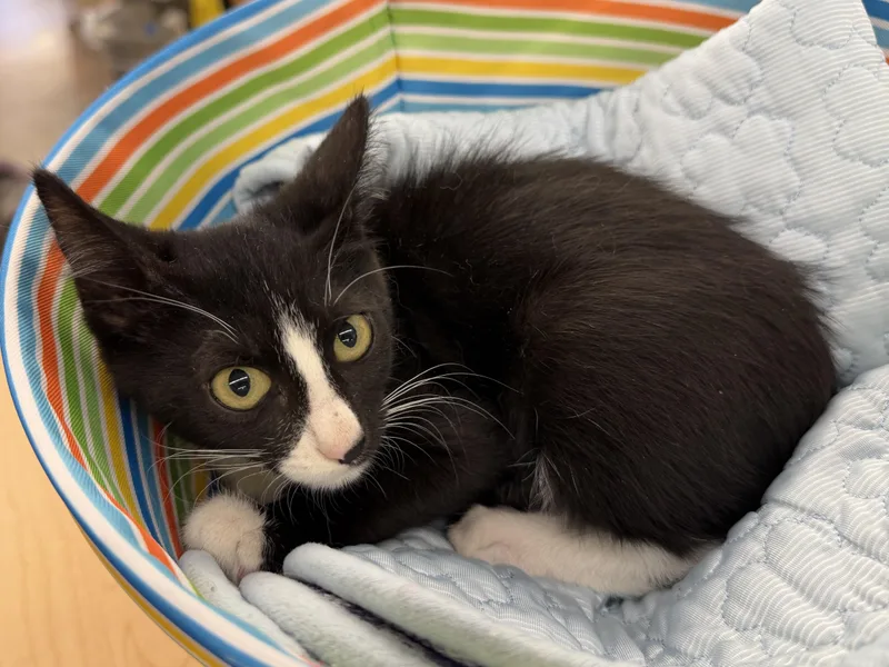 A baby medium-sized male Domestic Short Hair cat named Brody for adoption in League City, TX