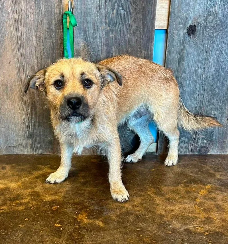 An adult medium-sized male Terrier dog named Billy Ray for adoption in Milwaukee, WI