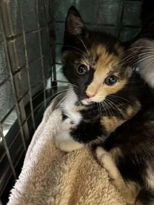 A baby small-sized female Domestic Short Hair cat named Peggy for adoption in Honolulu, HI