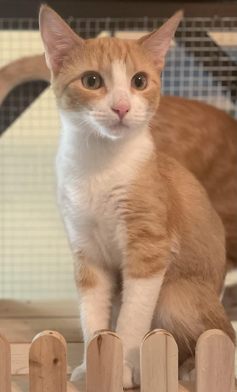 A baby small-sized male Orange & White Domestic Short Hair cat named Custard for adoption in Fayetteville, GA