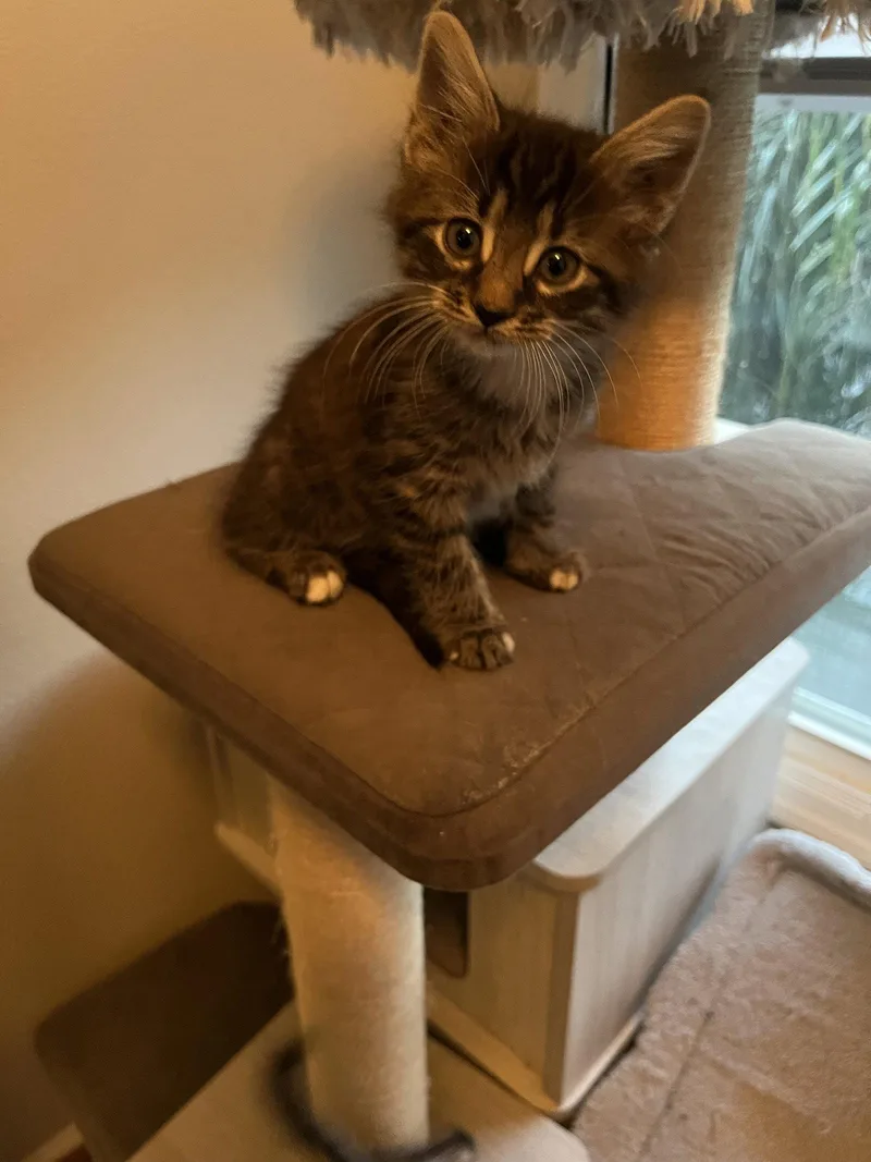 A baby medium-sized male Domestic Long Hair cat named Jake for adoption in Orlando, FL