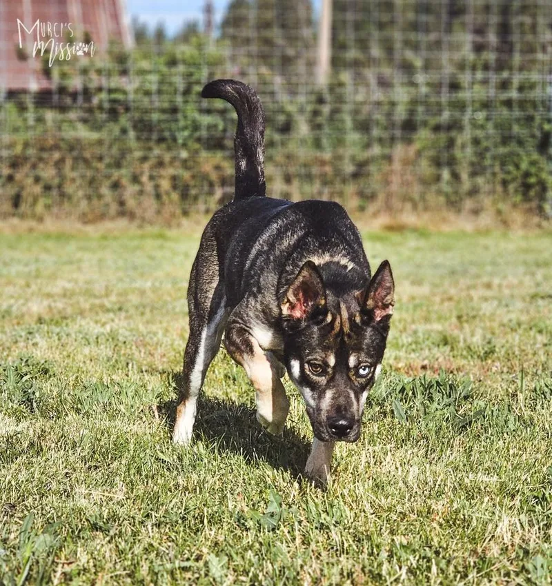 An adult large-sized female German Shepherd Dog dog named Tami Lynn Johnson the for adoption in Spokane , WA