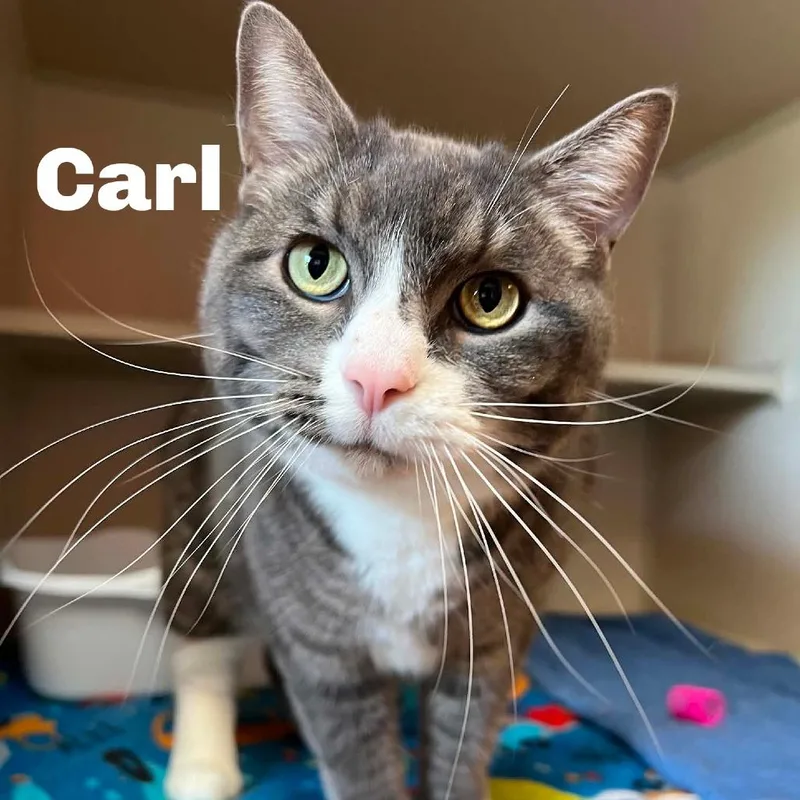 Carl