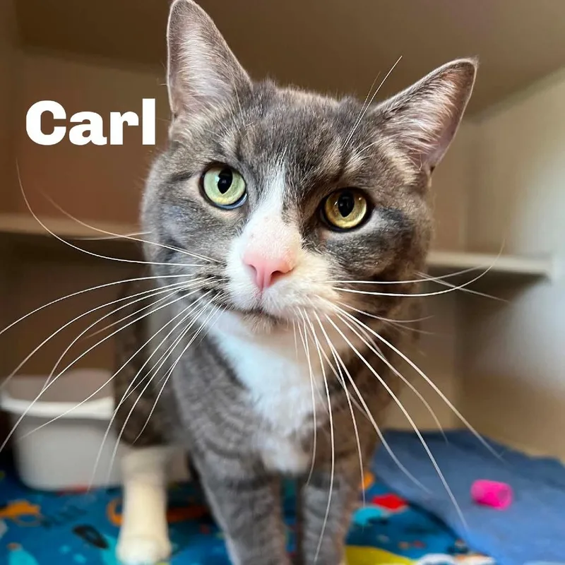 Carl thumbnail 2