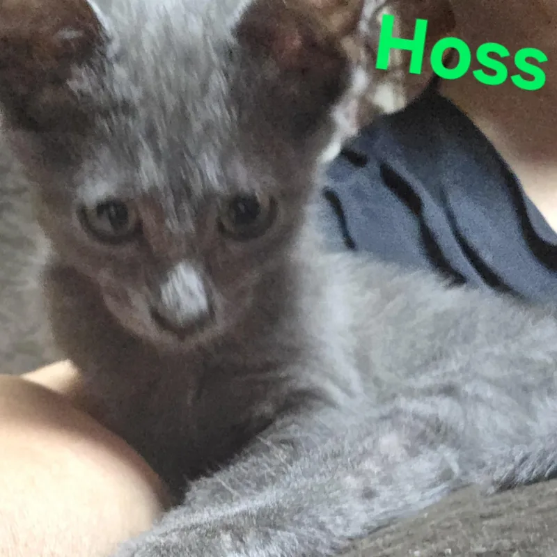 A baby small-sized male Gray / Blue / Silver American Shorthair cat named Hoss for adoption in Houston, TX