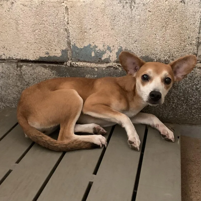 An adult small-sized female Yellow / Tan / Blond / Fawn Mixed Breed dog named Straylina for adoption in Edinburg, TX