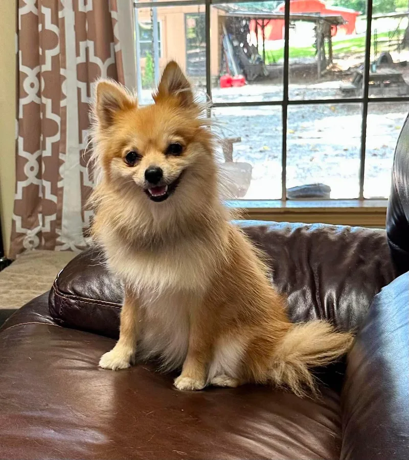 An adult small-sized female Mixed Breed dog named Ginger for adoption in Lee, NH