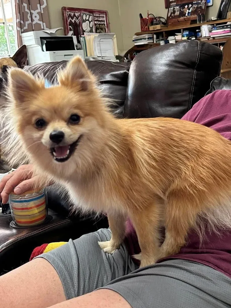 Ginger thumbnail 3