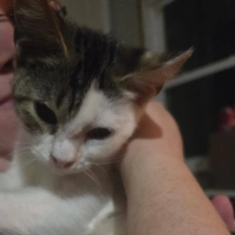 A baby small-sized female Domestic Short Hair cat named Bubble Buddy for adoption in Greensboro, NC