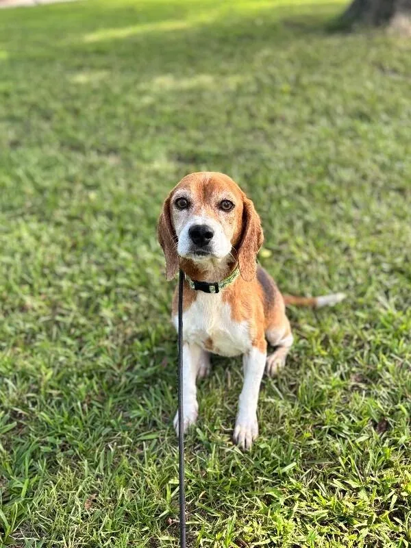A senior medium-sized female Tricolor (Brown, Black, & White) Beagle dog named Matilda for adoption in Aiken, SC