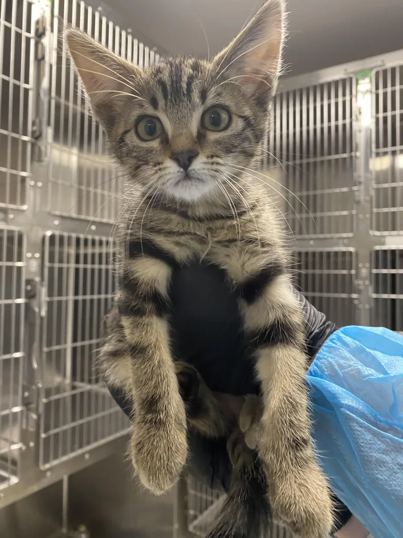 A baby small-sized female Domestic Short Hair cat named Chanel for adoption in Chico, CA