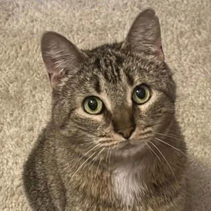 An adult small-sized female Black Domestic Short Hair cat named Lil Bit for adoption in Atlanta, GA