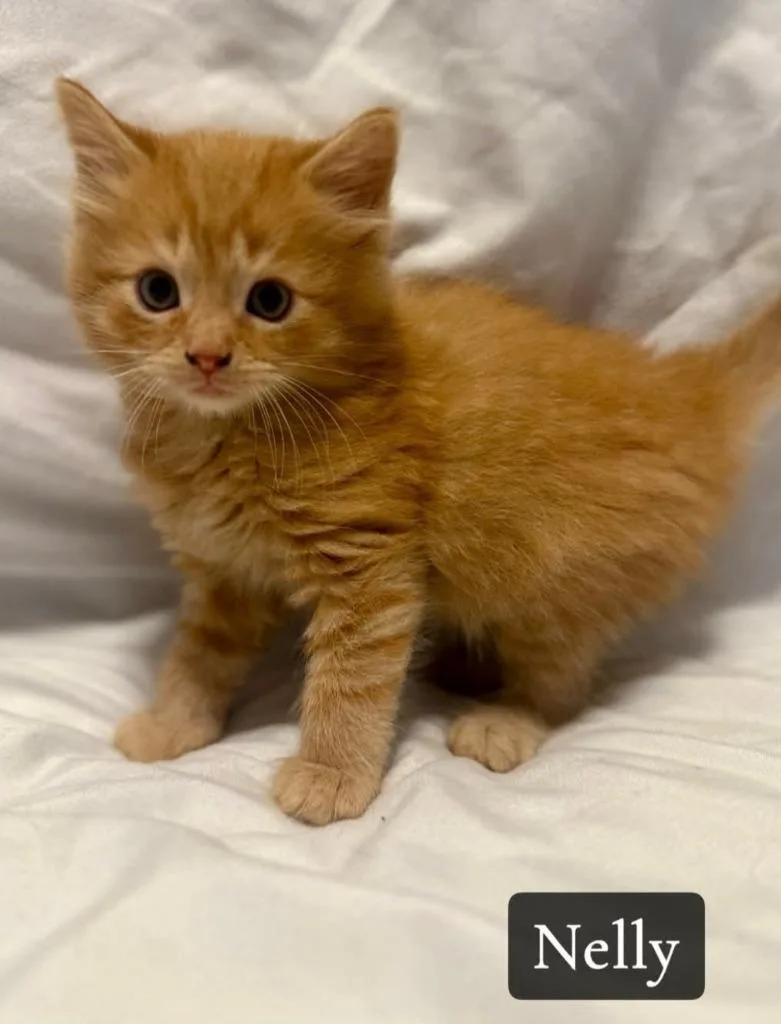 A baby small-sized male Domestic Medium Hair cat named Nelly for adoption in Rutherfordton, NC
