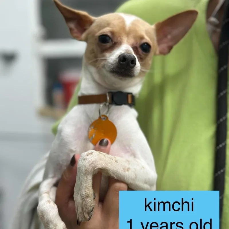 A young small-sized male White / Cream Miniature Pinscher dog named Kimchi for adoption in Tampa, FL