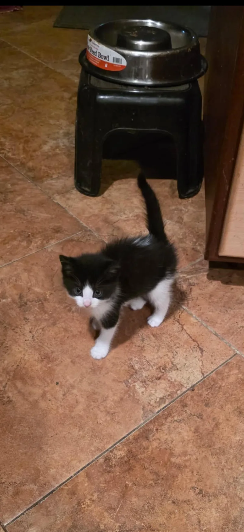 A baby medium-sized female Black & White / Tuxedo Tuxedo cat named Moonlight for adoption in Tustin, CA