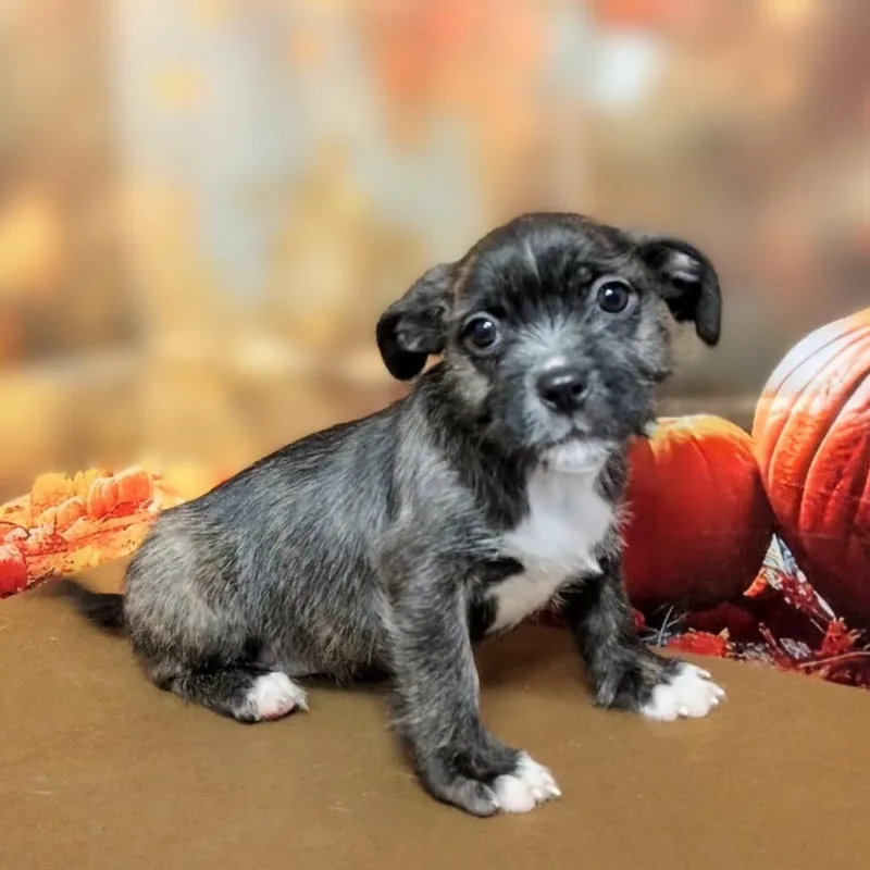 A baby medium-sized female Gray / Blue / Silver Mixed Breed dog named Ella for adoption in Griswold, CT