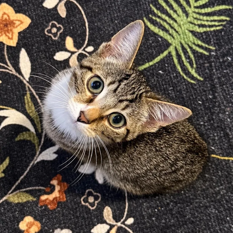 A baby small-sized male Tabby (Buff / Tan / Fawn) Domestic Short Hair cat named Jeep Liberty for adoption in Richmond, VA