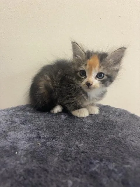 A baby medium-sized female Calico Domestic Short Hair cat named Tilly for adoption in Monroe, GA