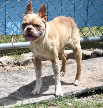 An adult medium-sized male French Bulldog dog named Rocky for adoption in Inverness, FL