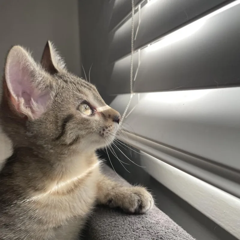 A baby small-sized female White Domestic Short Hair cat named Espresso for adoption in Salt Lake City, UT