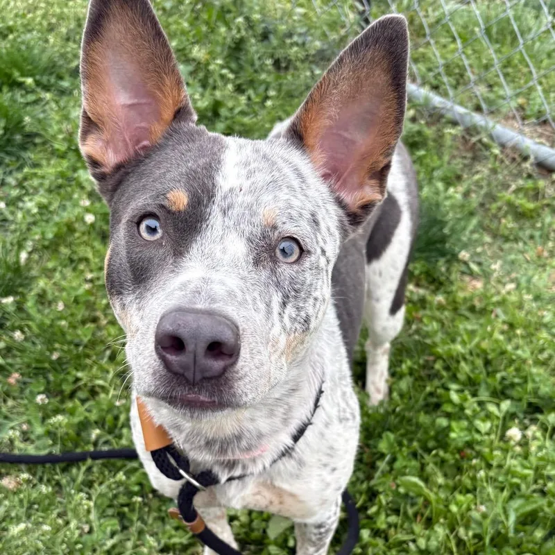 A young medium-sized female White / Cream Cattle Dog dog named Stella PP for adoption in St Joseph, MO