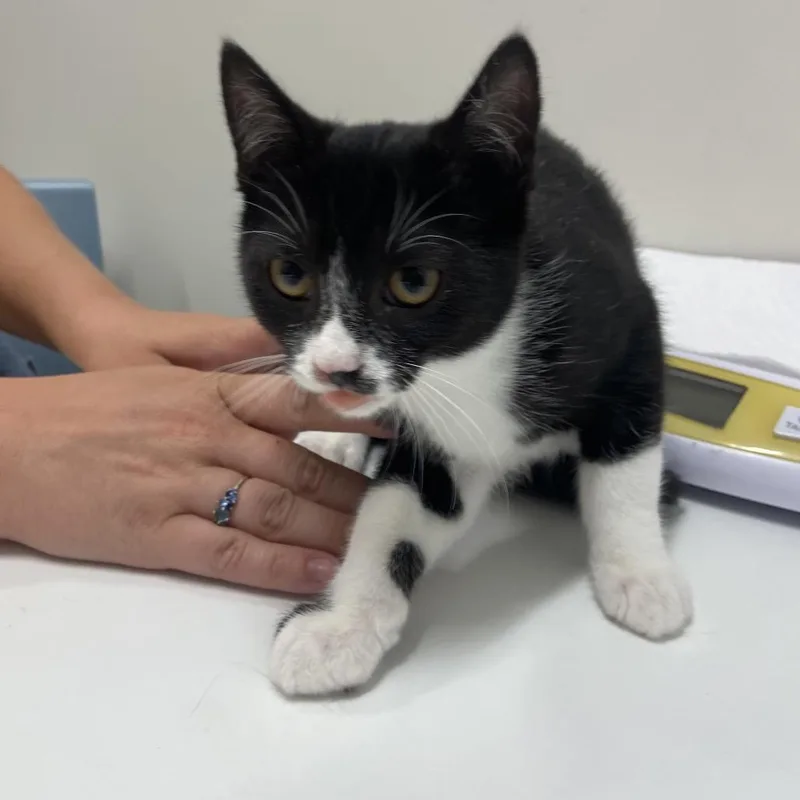 A baby small-sized male Black Domestic Short Hair cat named Ronaldo for adoption in Chattanooga, TN