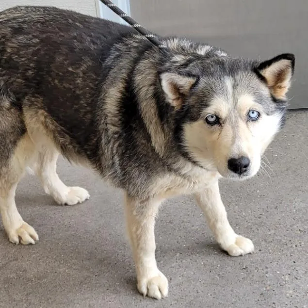 An adult large-sized female Black Mixed Breed dog named Novi for adoption in Las Cruces, NM