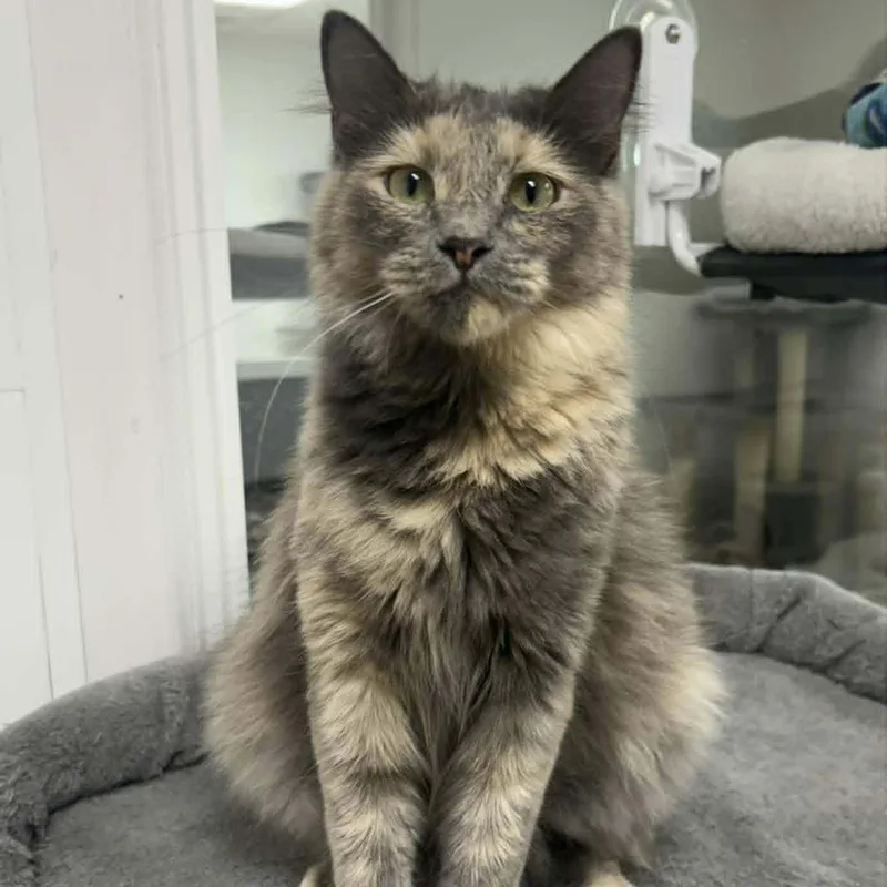 An adult medium-sized female Dilute Tortoiseshell Domestic Medium Hair cat named Smoke for adoption in Rushville, IL