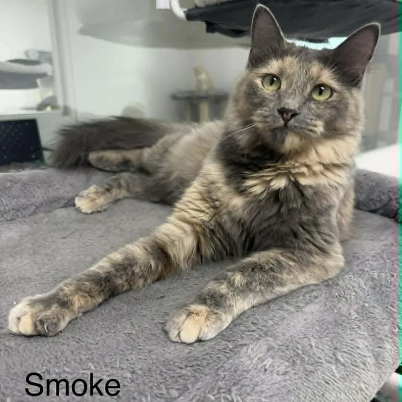 Smoke thumbnail 2