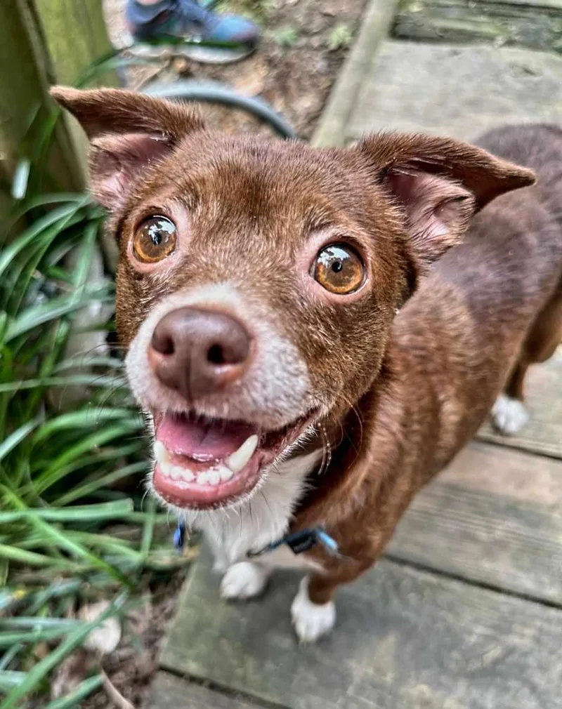 An adult small-sized female Chihuahua dog named Jewel for adoption in Hillsborough , NC