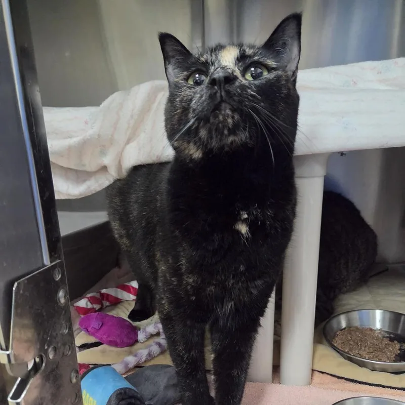 An adult medium-sized female Domestic Short Hair cat named Dixcie for adoption in Grand Rapids, MI