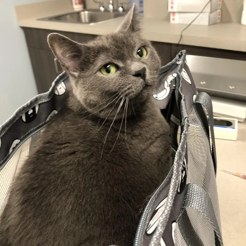 An adult large-sized female Domestic Short Hair cat named Rachel for adoption in Oak Park, IL