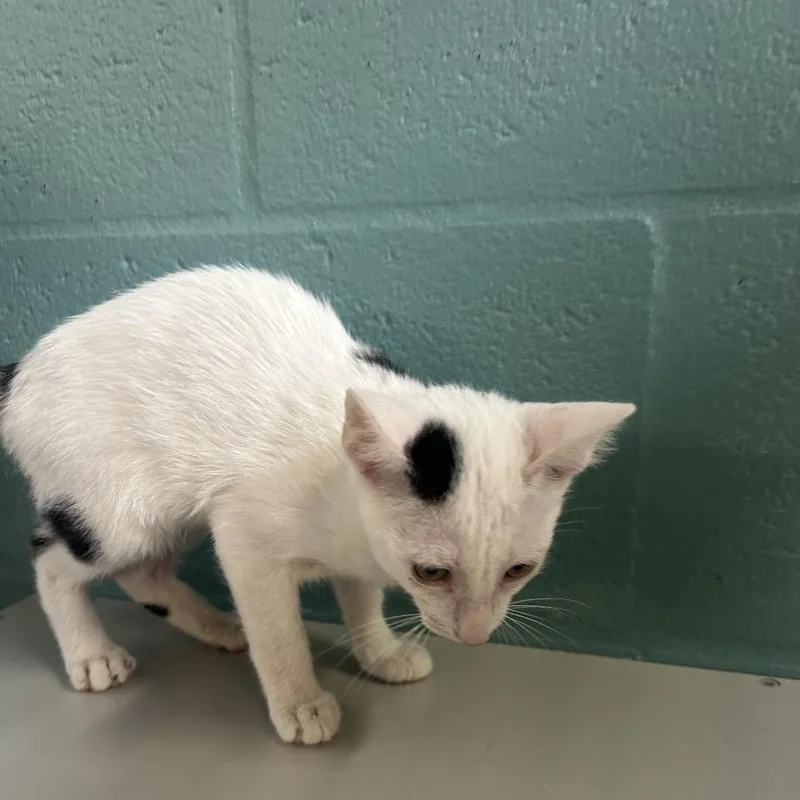 A baby small-sized male White Domestic Short Hair cat named Arlo for adoption in Sarasota, FL