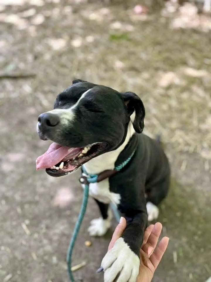 An adult medium-sized female Black Pit Bull Terrier dog named Tempe for adoption in Chicago, IL