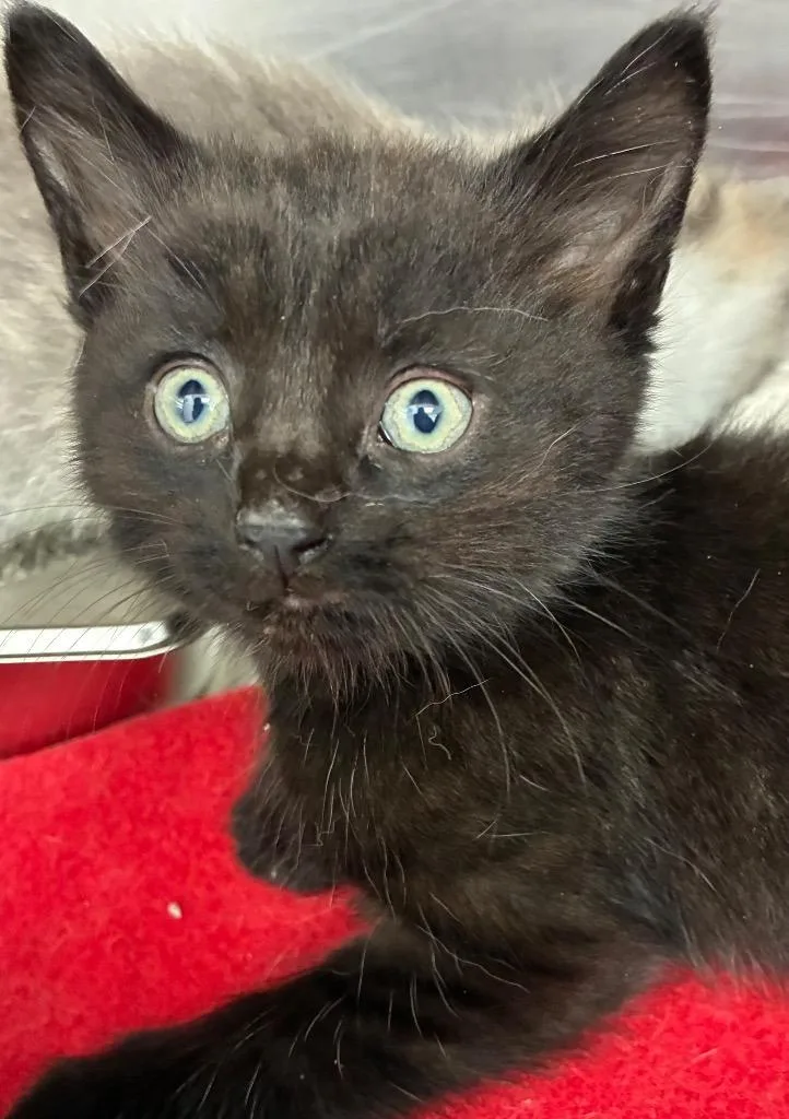 A baby small-sized male Domestic Short Hair cat named Earl for adoption in Hartsville, SC