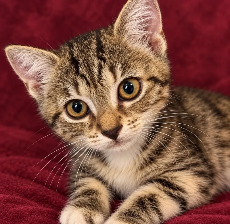 A baby small-sized female Domestic Short Hair cat named Kerfuffles for adoption in Hardeeville, SC