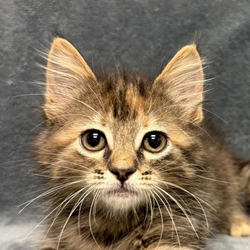 A baby medium-sized female Domestic Short Hair cat named Taco for adoption in Brenham, TX